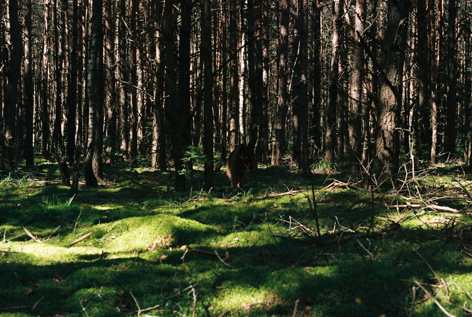 A bear stands in a lush green forest, surrounded by tall trees and dappled sunlight.