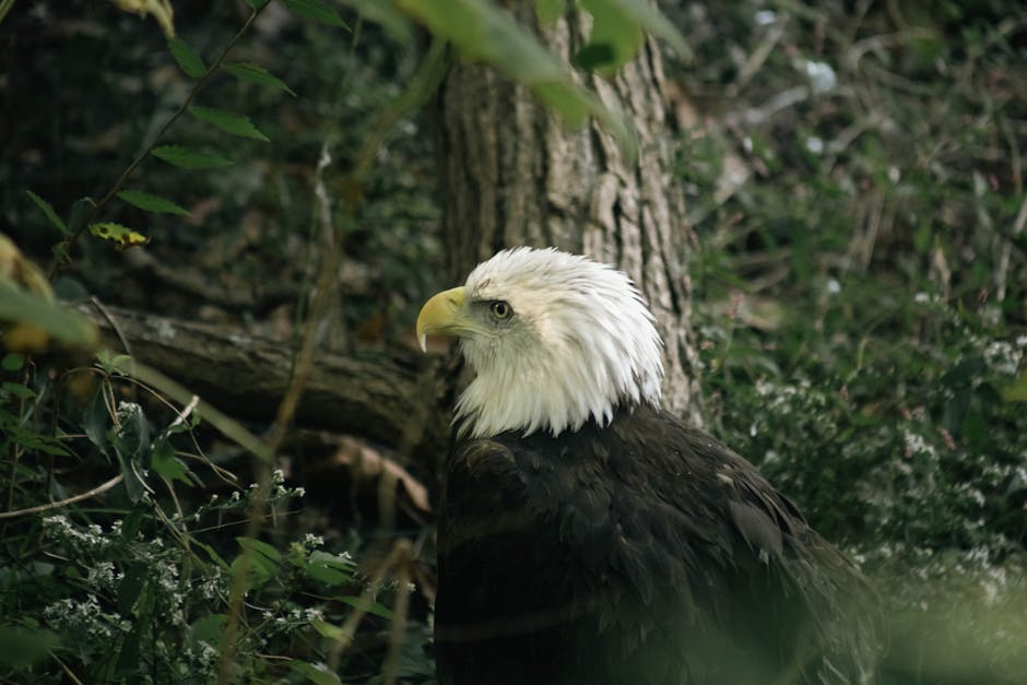 A majestic bald eagle perched on the forest floor during daylight.