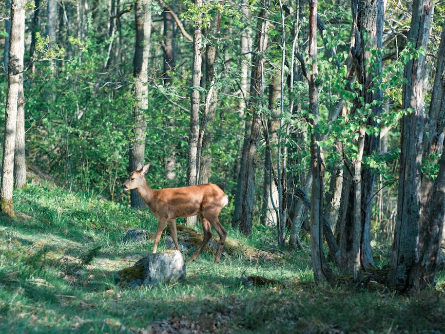 A young deer grazes peacefully amidst the dense, vibrant forest scenery.