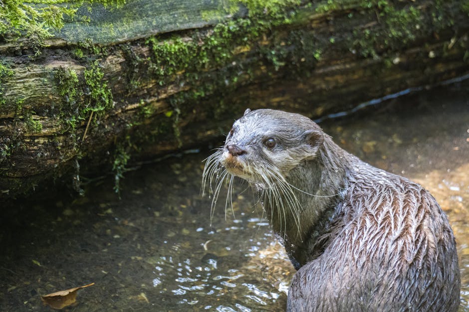 A wet otter with a curious expression in a forest stream near a moss-covered log.